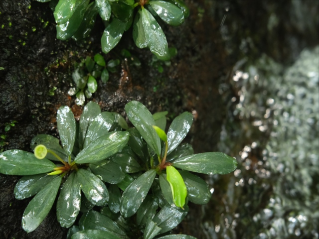 Bucephalandra sp.
