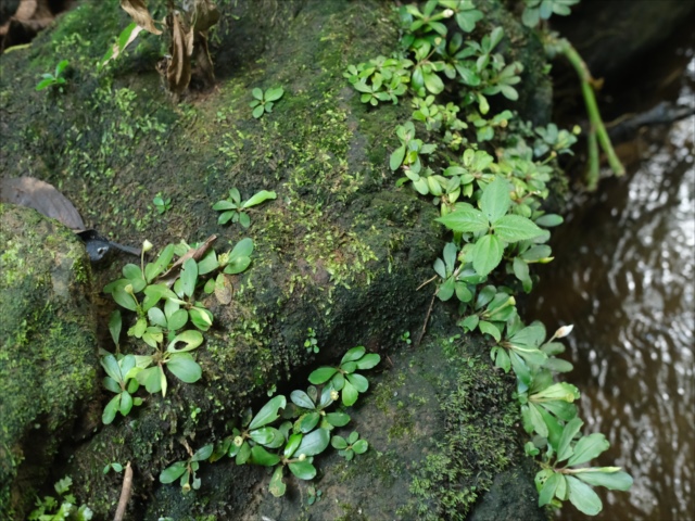 Bucephalandra 5点 backend=imagemagick;version=1;