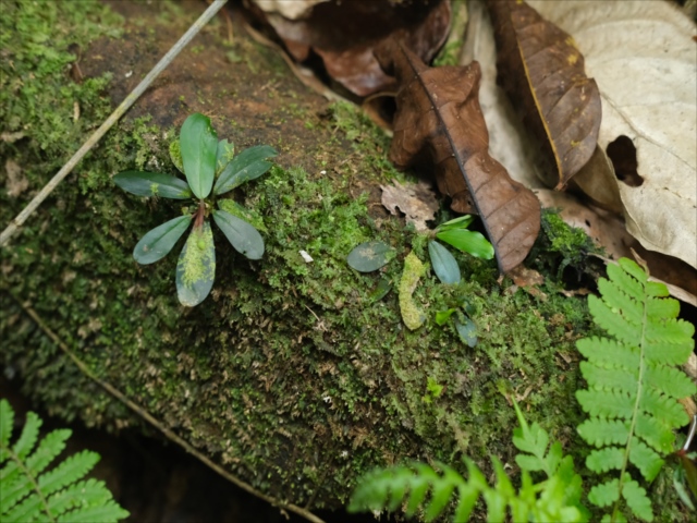 Bucephalandra sp.SkyMoon 大群生 Bucephalandra sp.Skymoon Oval - メルカリ