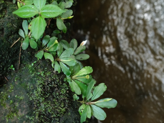 Bucephalandra 5点 backend=imagemagick;version=1;