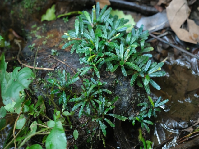【AZ便】Bucephalandra sp.\"AW No1\" Bucephalandra sp 