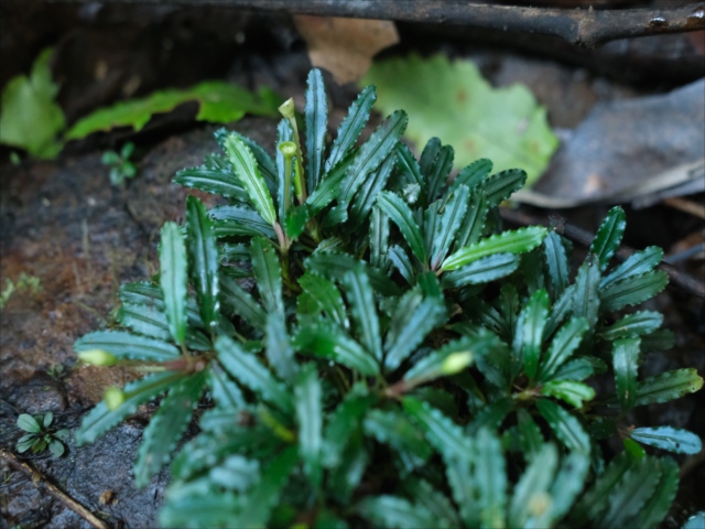【AZ便】Bucephalandra sp.\"AW No1\" Bucephalandra sp 
