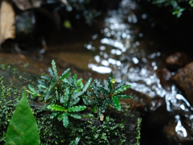 Bucephalandra sp.