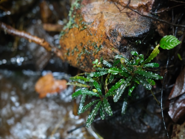 Bucephalandra sp.