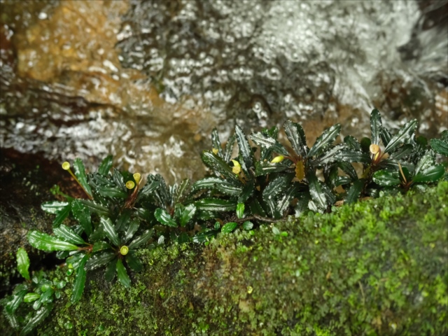 Bucephalandra sp.