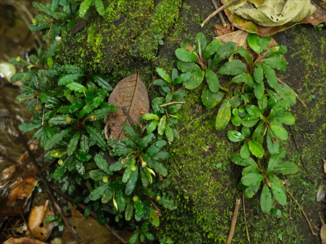 Izuさん　BUCEPHALANDRA sk 今日のbucephalandra – търсене / X