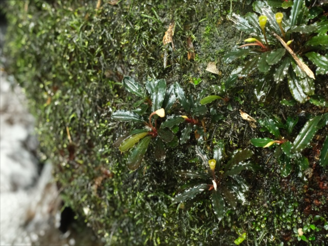 Bucephalandra sp.