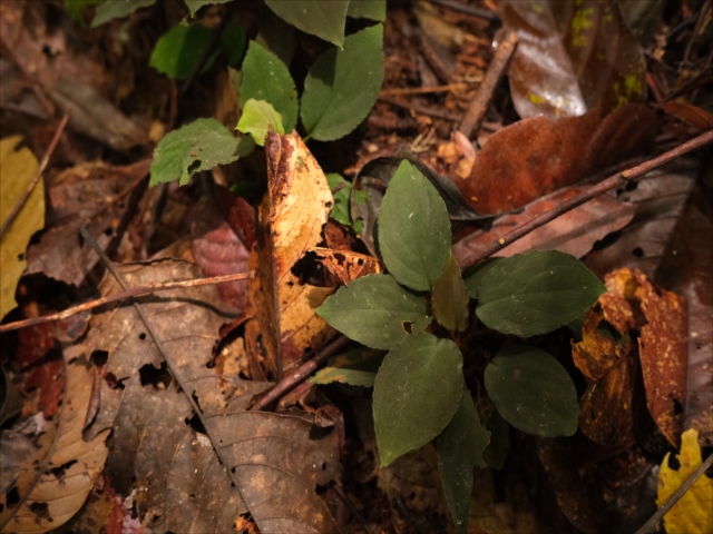 Homalomena sp.