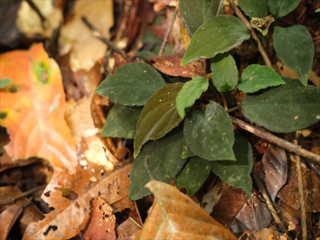 Homalomena sp.