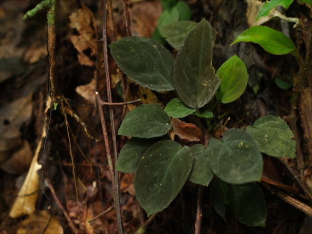 Homalomena sp.