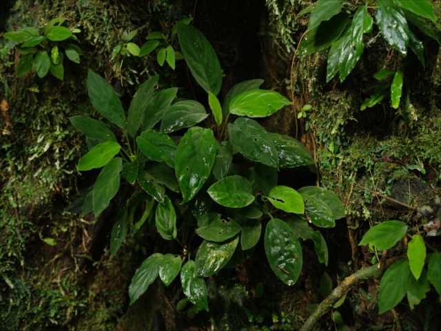 Homalomena sp.