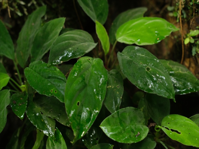 Homalomena sp.