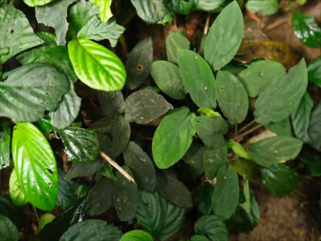 Homalomena sp.
