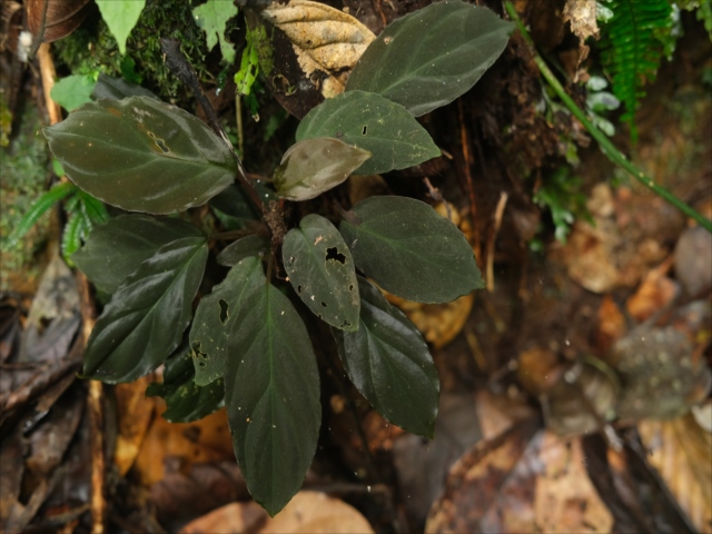 Homalomena sp.