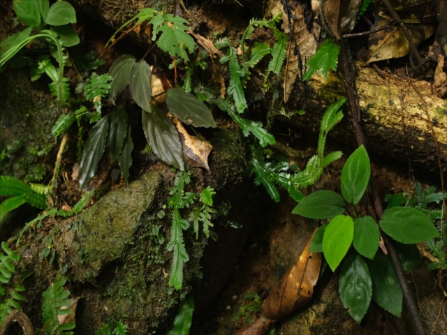 Homalomena sp.