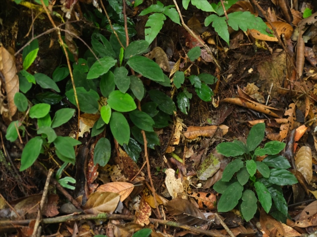 Homalomena sp.