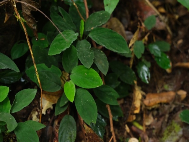 Homalomena sp.
