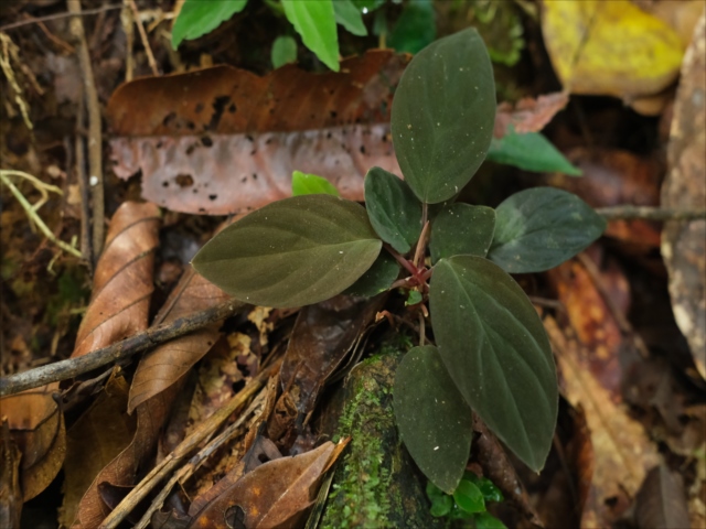 Homalomena sp.