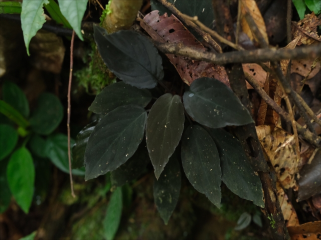 Homalomena sp.