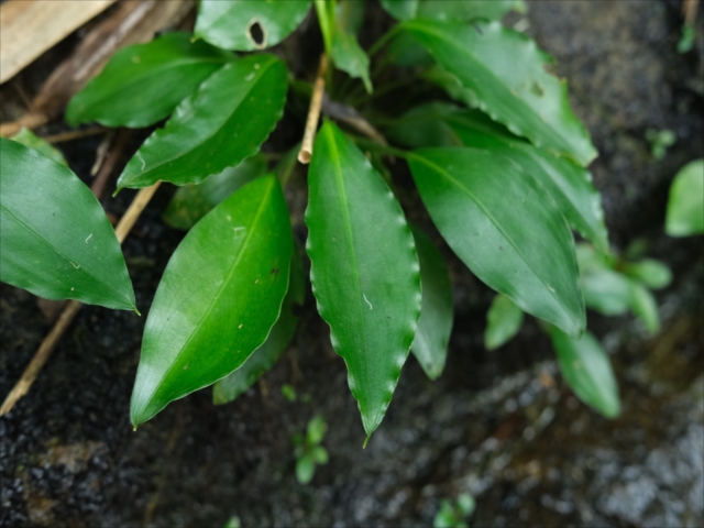 水草 Naiadia cf. zygosetha Aridarum Giganteum 水草 Naiadia cf. zygosetha Aridarum Giganteum Aridarum Narrow