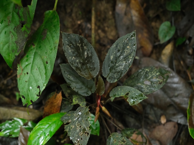 正規タグ付き　Homalomena sp. \" 紅明 \" Yahoo!オークション -「ホマロメナ homalomena sp.」(その他