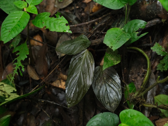 Homalomena sp”Hornet”from Sipirok【AZ0225-2