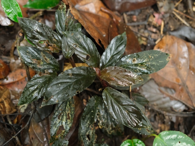 正規タグ付き　Homalomena sp. \" 紅明 \" Yahoo!オークション -「ホマロメナ homalomena sp.」(その他