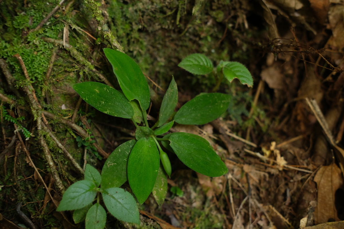 Homalomena sp