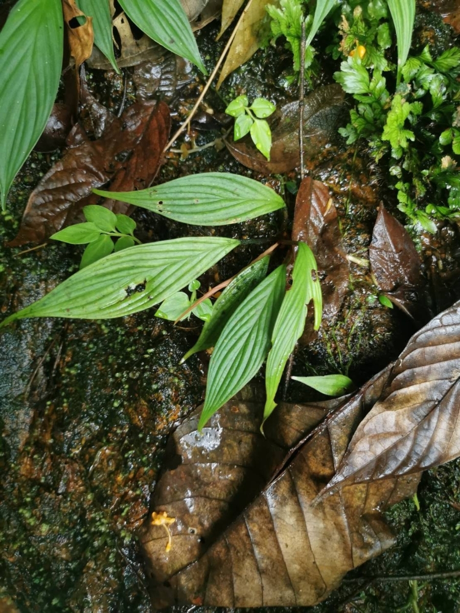 Homalomena sp