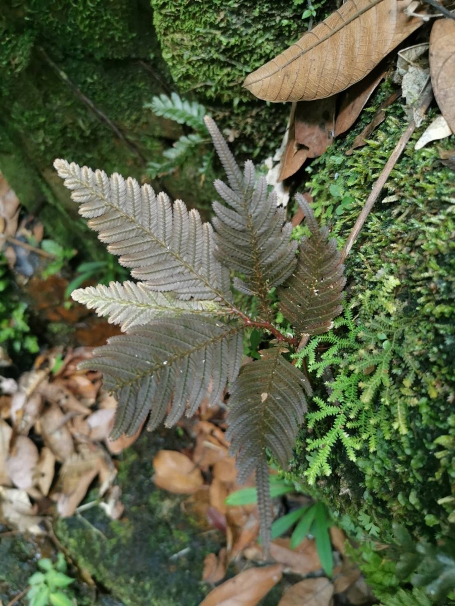 Homalomena sp