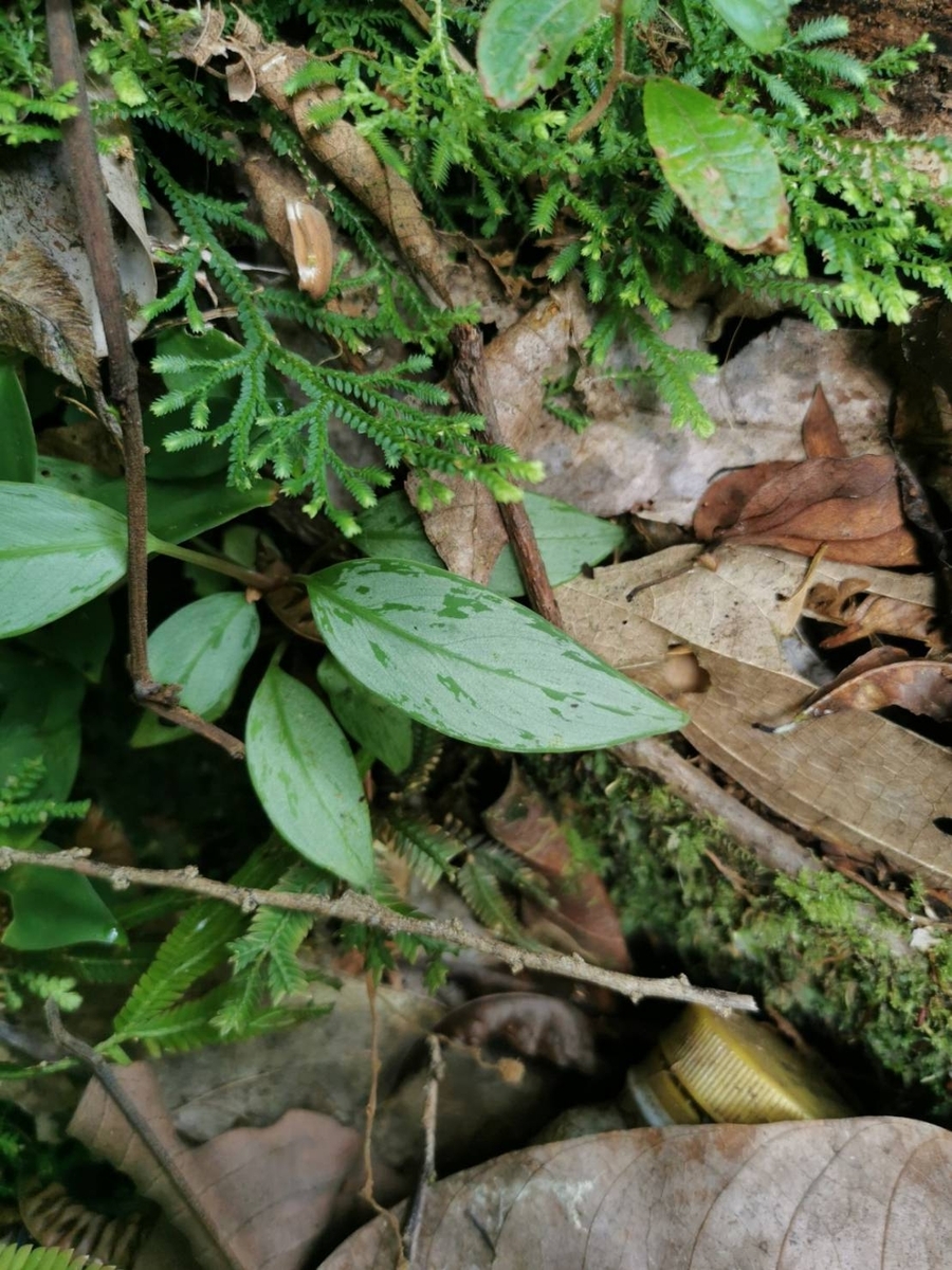 AZ便　Homalomena sp“銀甲冑” AZ0724-2otr② げいる on X: 