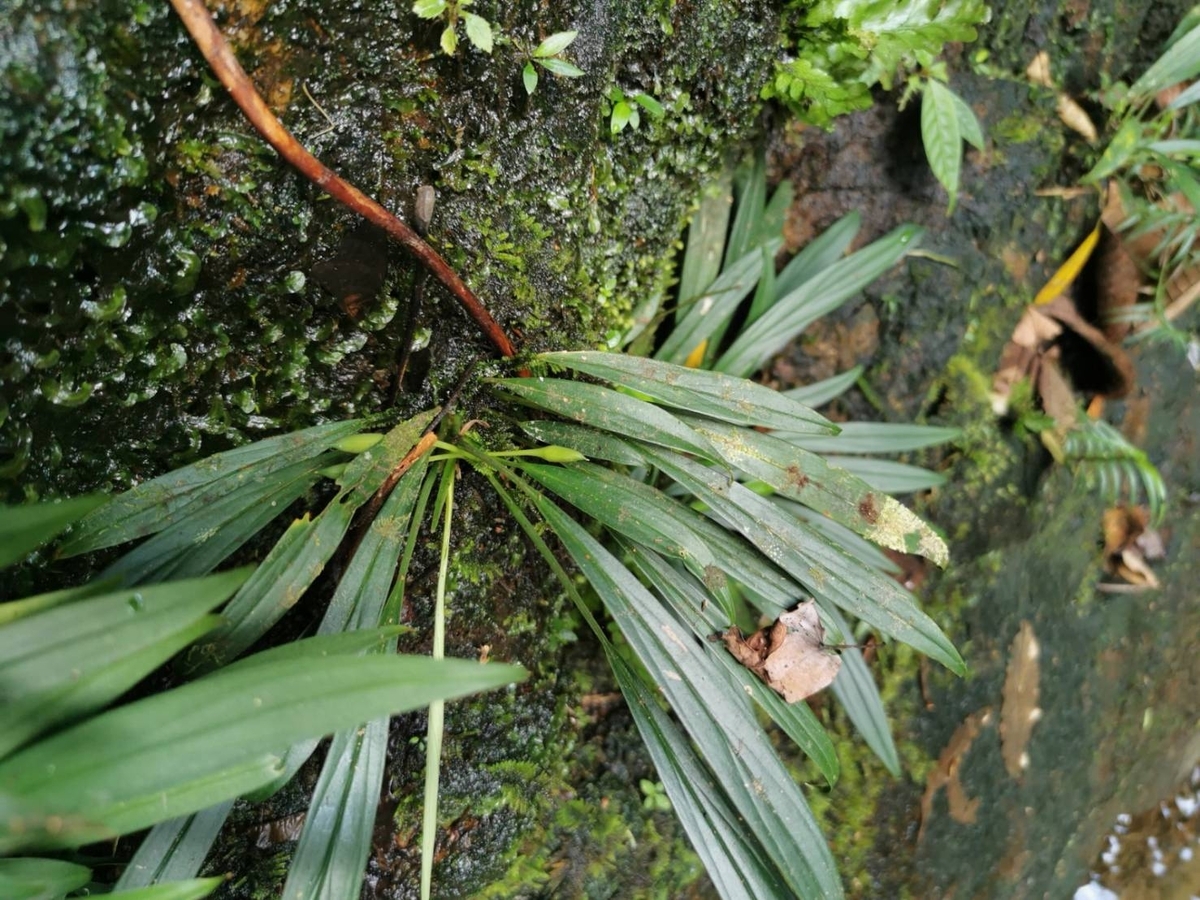Homalomena sp