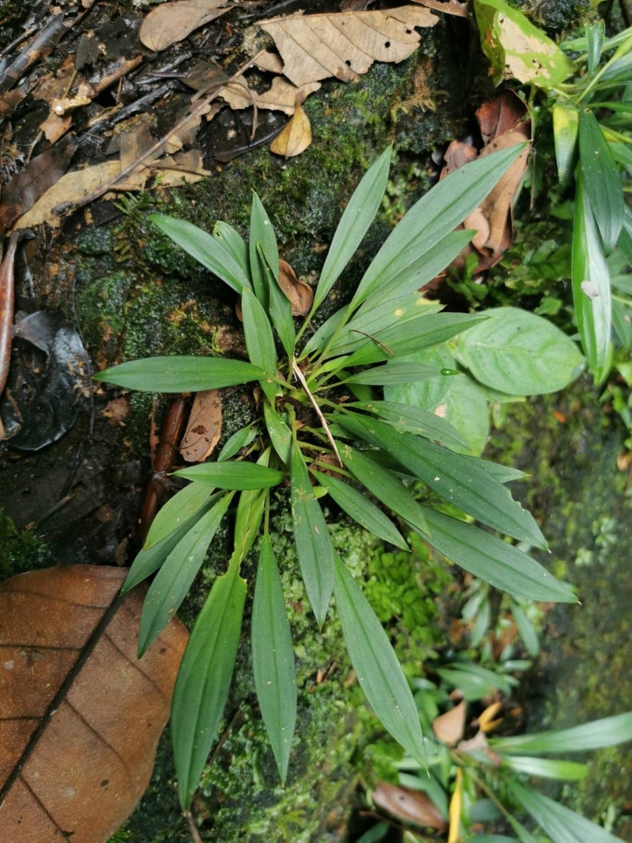 Homalomena sp