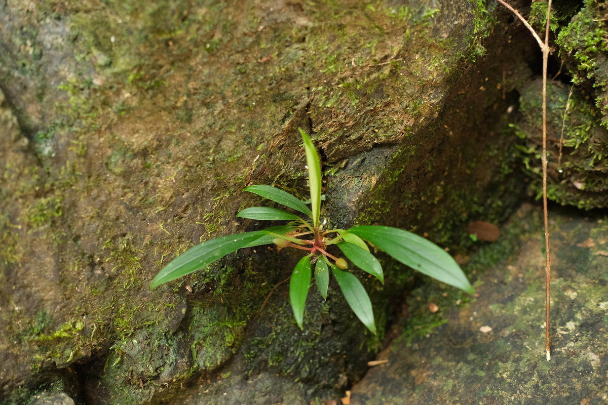 Homalomena sp