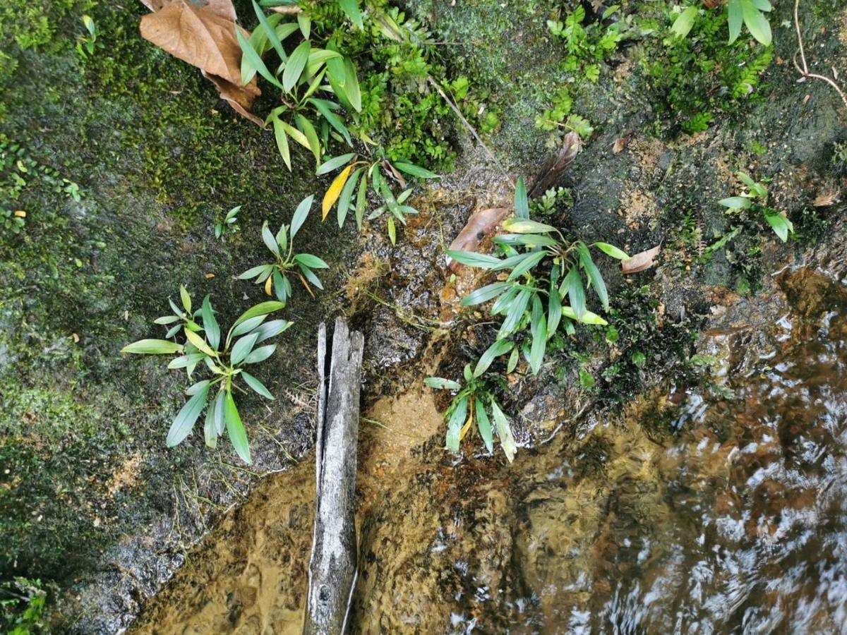 Homalomena sp