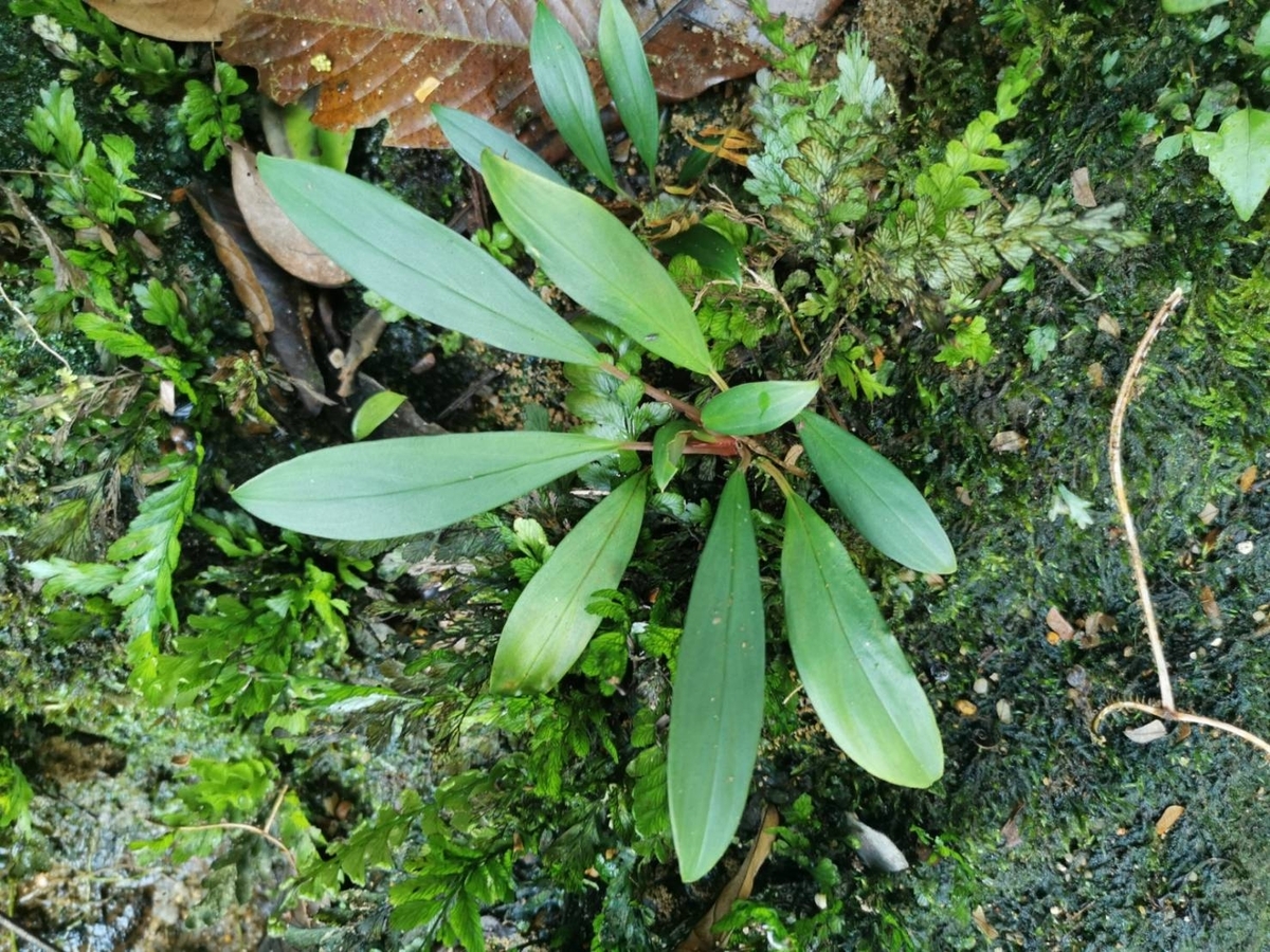 Homalomena sp