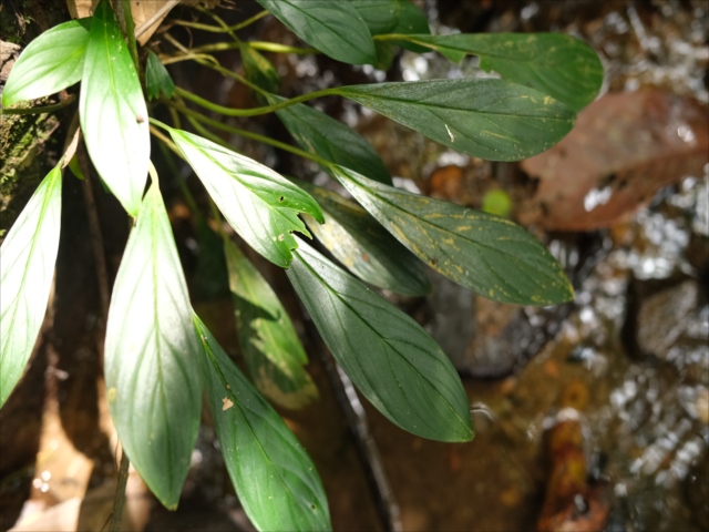 Homalomena sp.from Sibolga 【AZ0225-6】 - azulaquarium's diary