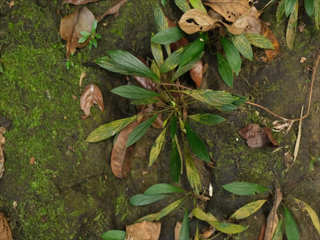 Homalomena sp.from Sibolga 【AZ0225-6】 - azulaquarium's diary