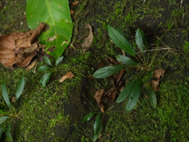 Homalomena sp.from Sibolga 【AZ0225-6】 - azulaquarium's diary