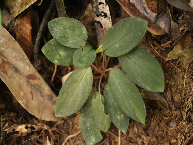 Homalomena sp.”Sunshine”BNN from Sibolga timur【AZ0225-9