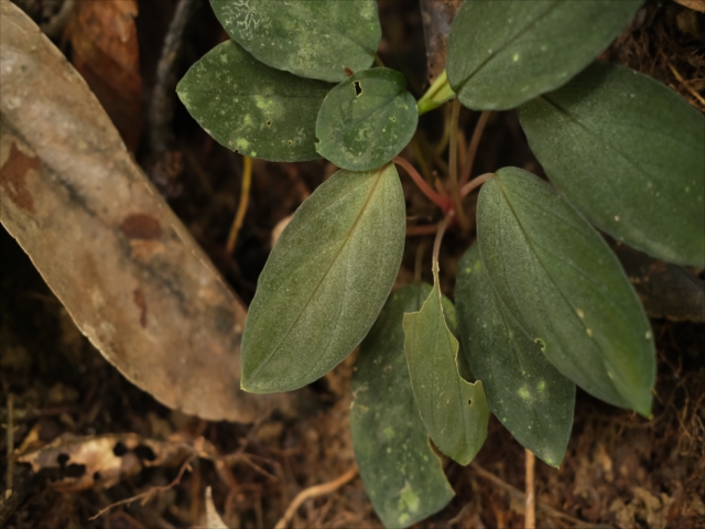 Homalomena sp.”Sunshine”BNN from Sibolga timur【AZ0225-9