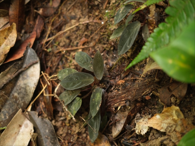 Homalomena sp.”Sunshine”BNN from Sibolga timur【AZ0225-9