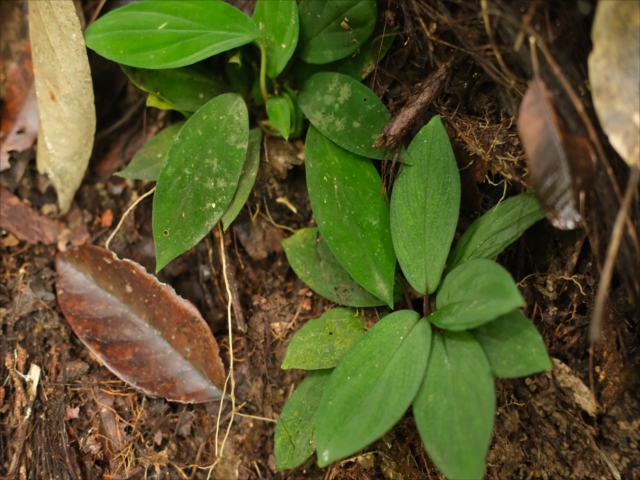 Homalomena sp.”Sunshine”BNN from Sibolga timur【AZ0225-9