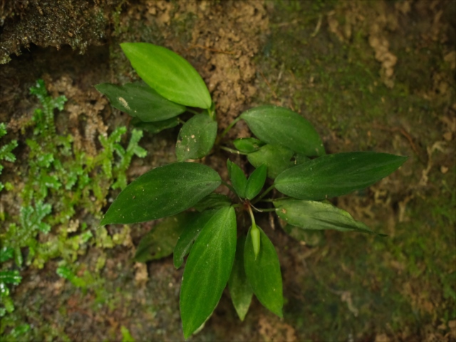 Homalomena sp.”Sunshine”BNN from Sibolga timur【AZ0225-9