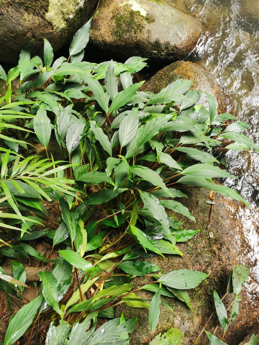 Homalomena sp.”Sunshine”BNN from Sibolga timur【AZ0225-9