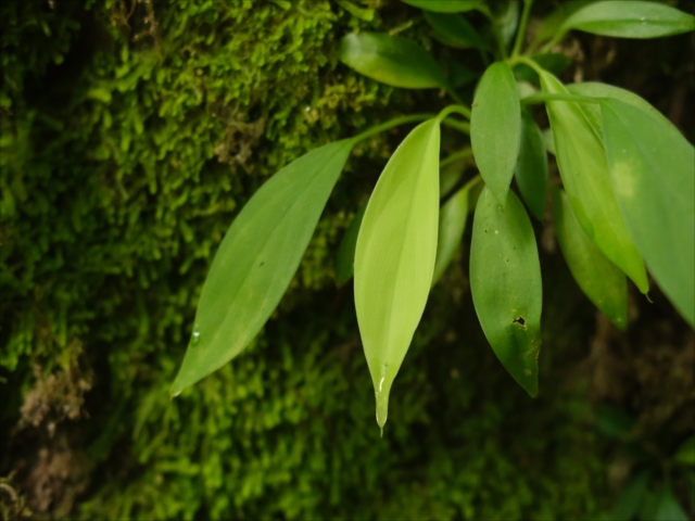 Homalomena sp,\"鯖×月\" タグ付き ホマロメナ – e-scape online