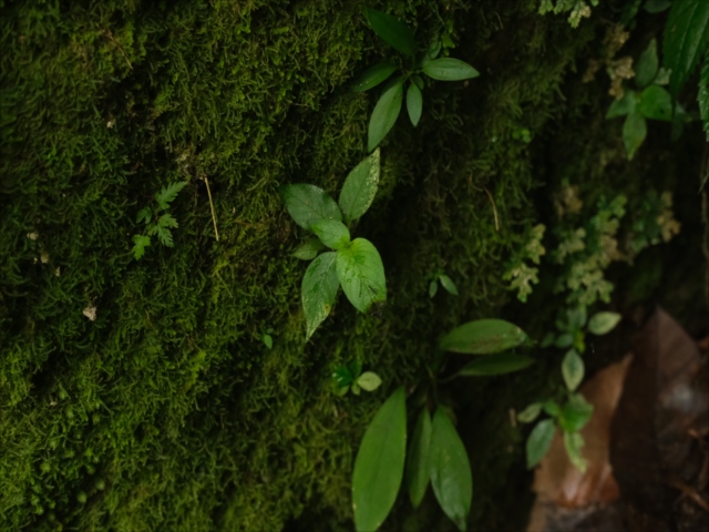 Homalomena sp.from Sipirok【AZ0225-8】 - azulaquarium's diary