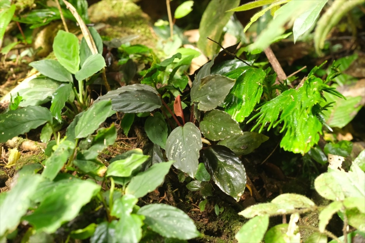 Homalomena sp.”Honey bee”from Kapuas【AZ0425-8】 - azulaquarium's
