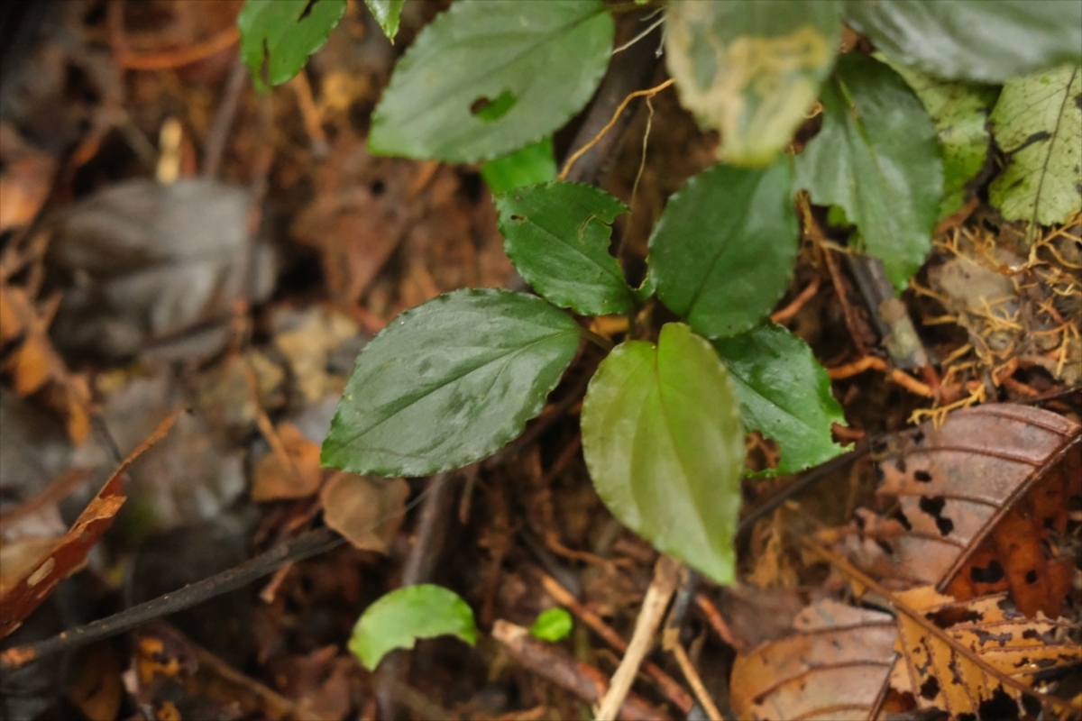 Homalomena sp.”Honey bee”from Kapuas【AZ0425-8】 - azulaquarium's