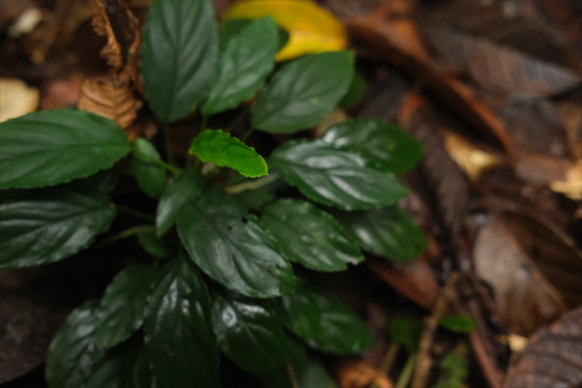 Homalomena sp.”Honey bee”from Kapuas【AZ0425-8】 - azulaquarium's